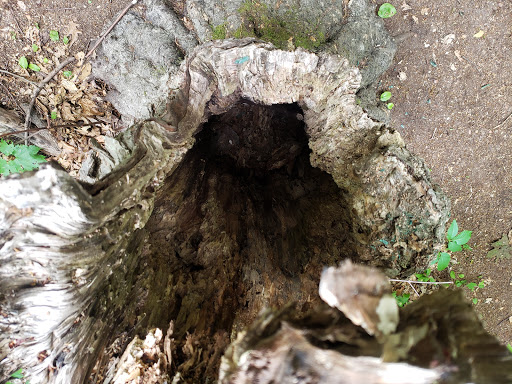 Nature Preserve «Edwin and Gertrude Grace Nature Preserve», reviews and photos, 24 Westbrook Ct, Greenlawn, NY 11740, USA