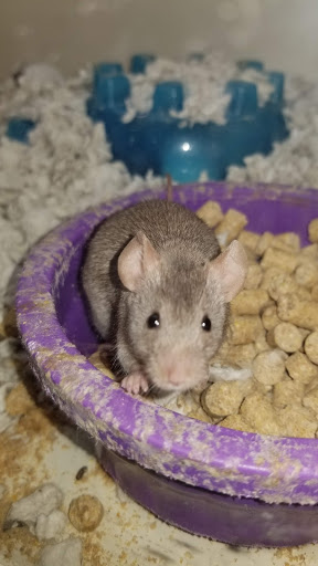 Pet Supply Store «Pet Supplies Plus», reviews and photos, 1411 S Stockton St, Lodi, CA 95240, USA