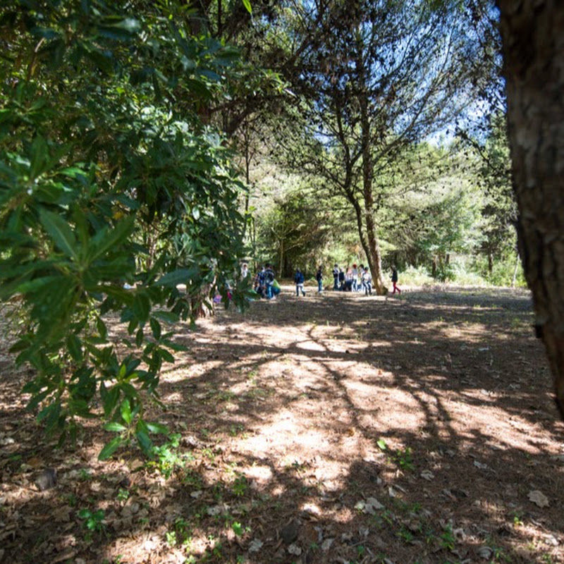 Colégio Monte Flor
