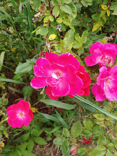 Golf Club «Alling Memorial Golf Course», reviews and photos, 35 Eastern St, New Haven, CT 06513, USA