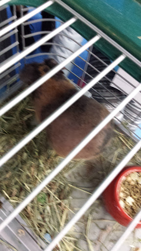 Pet Supply Store «Pet Supplies Plus», reviews and photos, 1170 Walton Blvd, Rochester Hills, MI 48307, USA