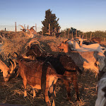 Photo n°11 de l'avis de Elka.. fait le 03/06/2021 à 19:35 sur le  Podere Il Casale à Pienza