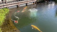 清流亭 鯉の泳ぐまち観光交流センター