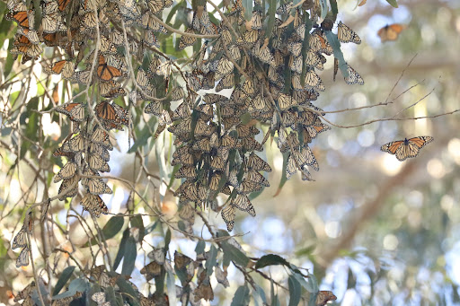 Nature Preserve «Monarch Butterfly Grove», reviews and photos, 400 S Dolliver St, Pismo Beach, CA 93449, USA