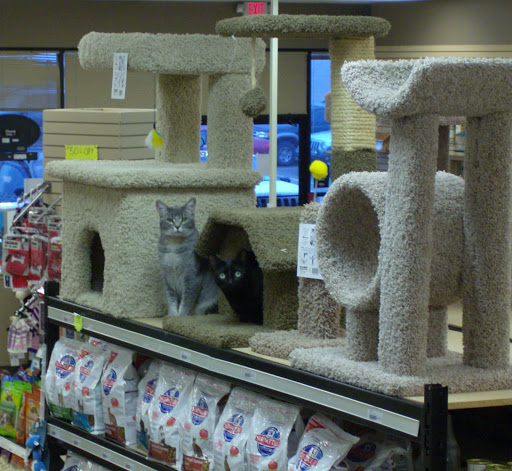 Pet Store «All Pet & Equine Supply», reviews and photos, 40 Plaza Way #380, Mountain Home, AR 72653, USA