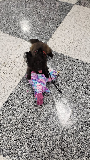 Pet Supply Store «Petco Animal Supplies», reviews and photos, 4209 Wheaton Way, Bremerton, WA 98310, USA