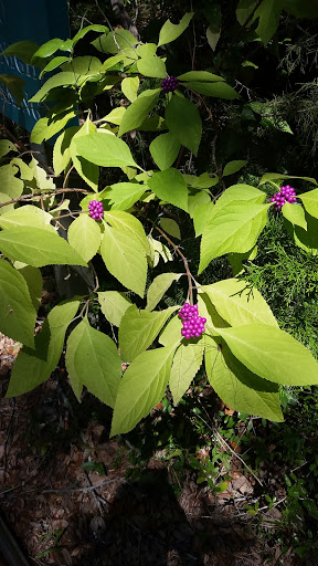 Historical Landmark «Old Baldy Lighthouse & Smith Island Museum», reviews and photos, 101 Light House Wynd, Bald Head Island, NC 28461, USA