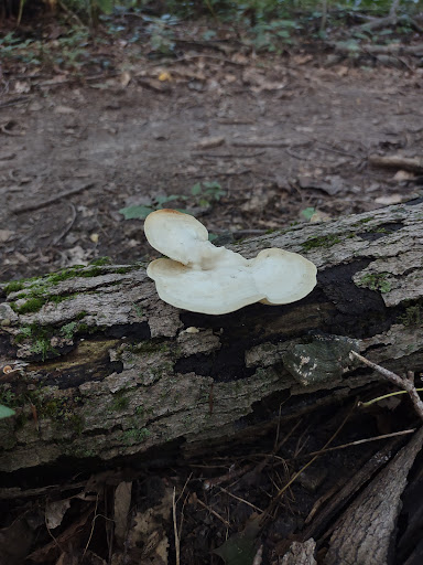 Nature Preserve «Meltzer Woods», reviews and photos, 1522 S 600 E, Shelbyville, IN 46176, USA