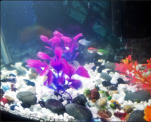 Pet Store «Pet City», reviews and photos, 14718 Whittier Blvd, Whittier, CA 90605, USA