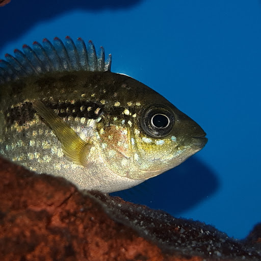 Pet Supply Store «Petco Animal Supplies», reviews and photos, 2310 S Shore Center, Alameda, CA 94501, USA