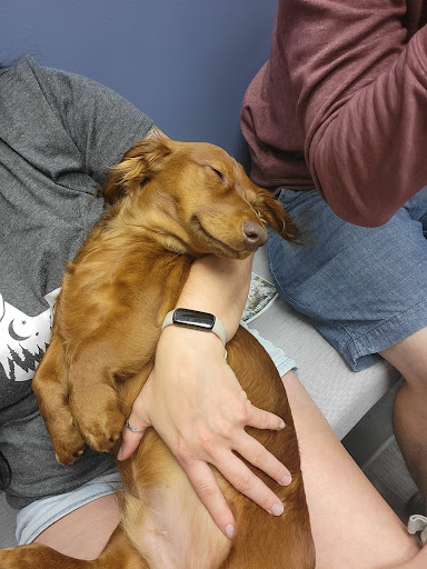 Emergency Veterinary Care Centers image