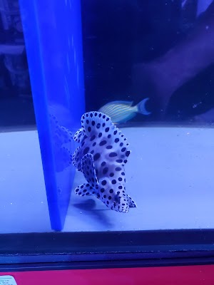 The Reef Aquarium Shop - photo 16