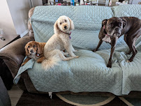 Wag Watchers, LLC Pet Sitting Services - Photo 3 - Car repair in Port Charlotte, FL, Cape Coral