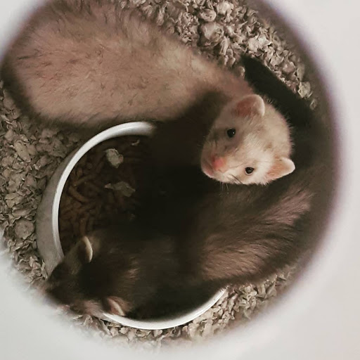 Pet Supply Store «Petco Animal Supplies», reviews and photos, 891 NE D St, Grants Pass, OR 97526, USA