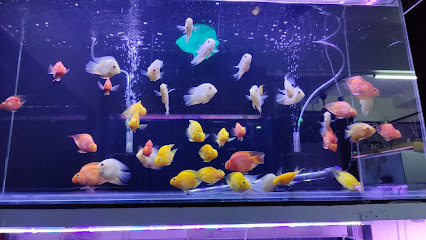 aakar aquarium