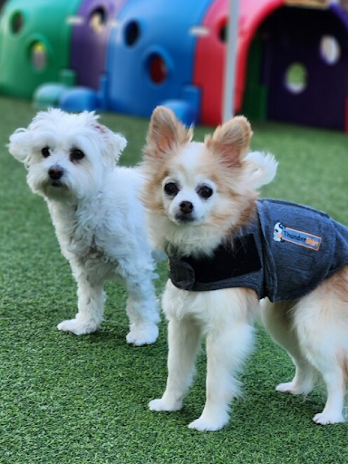 Fit N Furry Pet Resort & Training Center image