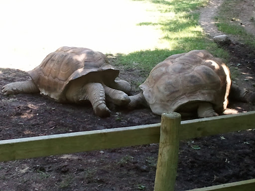 Golf Club «Safari Golf Club», reviews and photos, 4850 W Powell Rd, Powell, OH 43065, USA