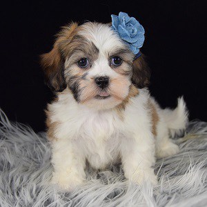 Pet Store «AA Ridgewood Kennels II», reviews and photos, 5401 Lincoln Hwy, Gap, PA 17527, USA