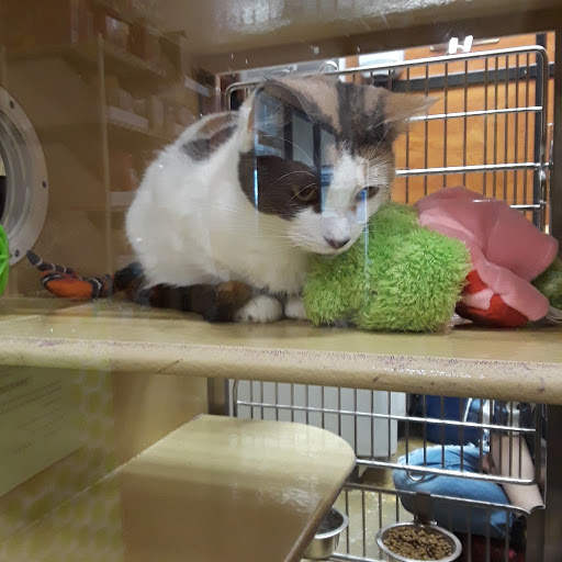 Pet Supply Store «PetSmart», reviews and photos, 7765 Airport Blvd #901, Mobile, AL 36608, USA