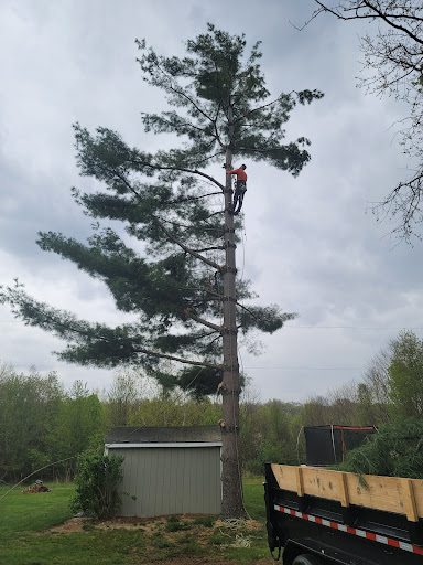 Chapman's Tree Care