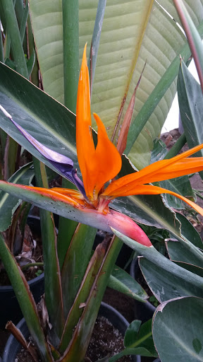 Kaktüs Çiçekçilik