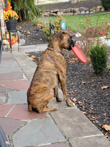 Dog Trainer «Awesome Dawgs Dog Training LLC», reviews and photos, 3052 Pricetown Rd, Temple, PA 19560, USA