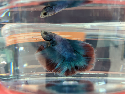 Pet Supply Store «Petco Animal Supplies», reviews and photos, 8164 Mall Pkwy, Lithonia, GA 30038, USA