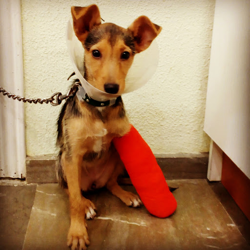 Aeropuerto Clínica Veterinaria