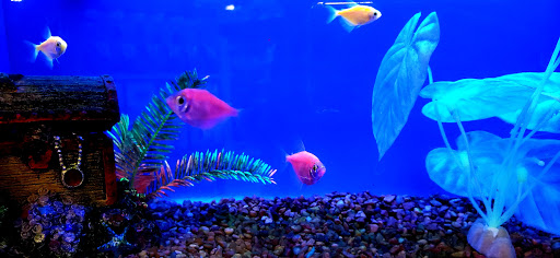 Pet Supply Store «PetSmart», reviews and photos, 8105 Moores Ln Ste 1300, Brentwood, TN 37027, USA