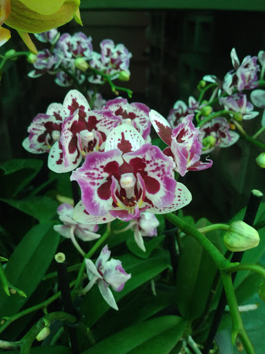 Florist «Thai-Rific Orchids Inc», reviews and photos, 5313 Gulfport Blvd S, Gulfport, FL 33707, USA