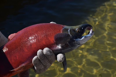 Photos of Strawberry Reservoir Visitors Center