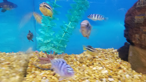 Pet Supply Store «Petco Animal Supplies», reviews and photos, 1080 Washington Square Center, Washington, MO 63090, USA