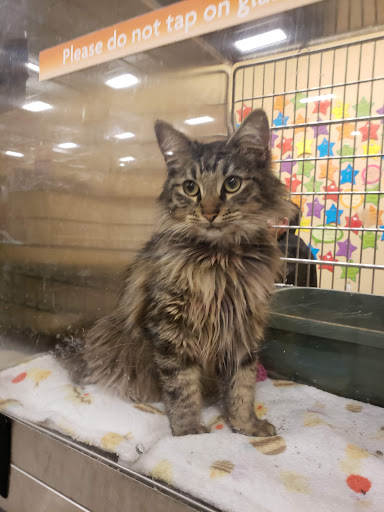 Pet Supply Store «PetSmart», reviews and photos, 3800 Belt Line Rd, Addison, TX 75001, USA