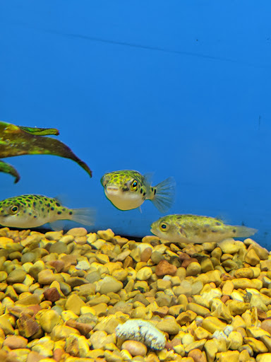 Pet Supply Store «Petco Animal Supplies», reviews and photos, 30697 US Hwy 19 N, Palm Harbor, FL 34684, USA