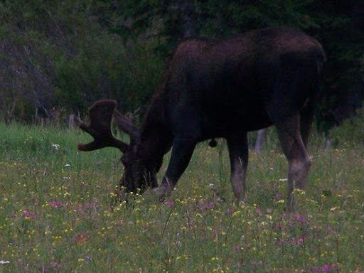 National Forest «Bighorn National Forest», reviews and photos