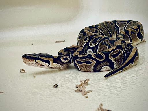 Pet Store «Tye-Dyed Iguana - Reptiles», reviews and photos, 1905 W U.S. 50, Fairview Heights, IL 62208, USA