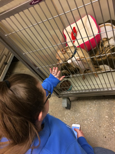 Pet Supply Store «PetSmart», reviews and photos, 1390 N Dupont Hwy, Dover, DE 19901, USA