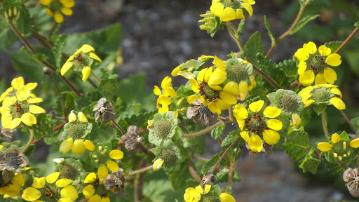 Natural History Museum «The Witt Stephens Jr. Central Arkansas Nature Center», reviews and photos, 602 President Clinton Ave, Little Rock, AR 72201, USA