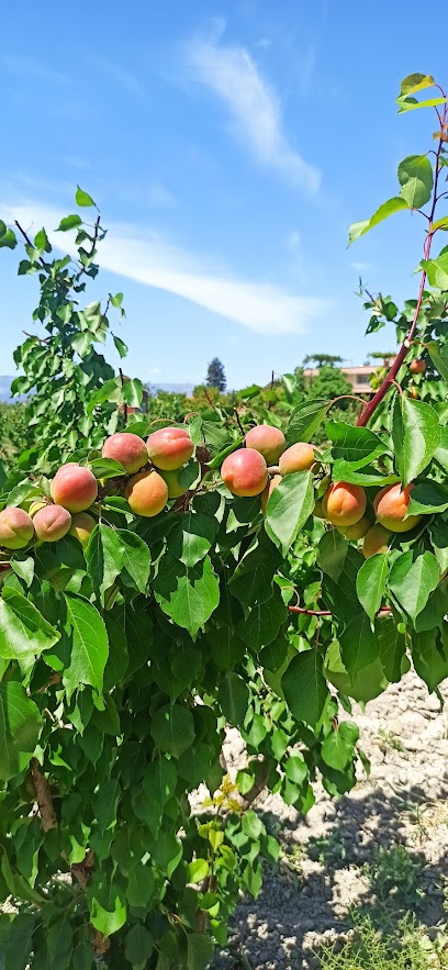 MUTLU KAYISI BAHCESİ