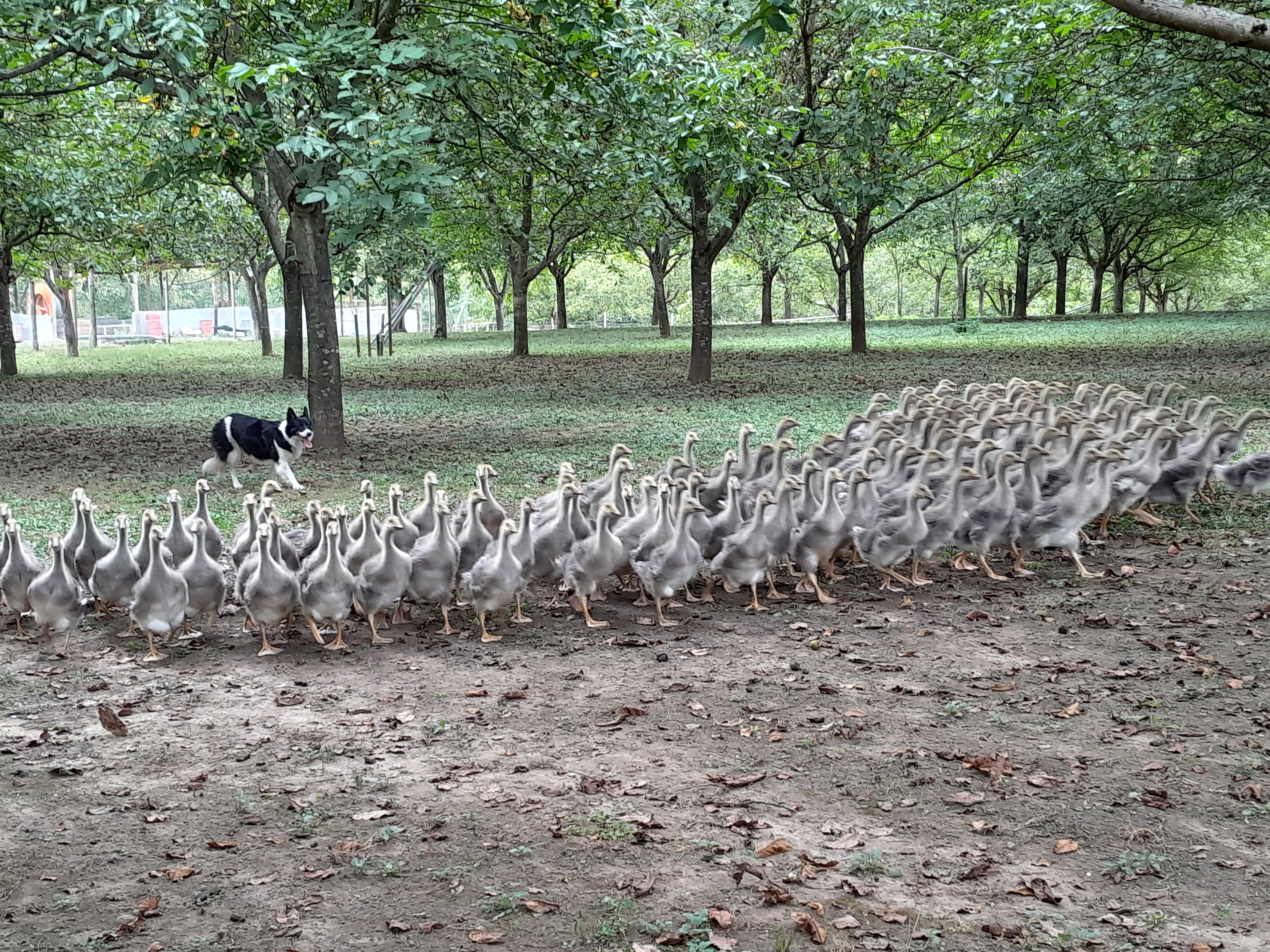 Photo n° 2 de l'avis de Girardin.t fait le 08/09/2021 à 17:14