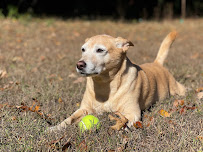 Mehul R. Shah, CPA, LLC - Photo 2 - Car repair in Greenville, SC, Greenville
