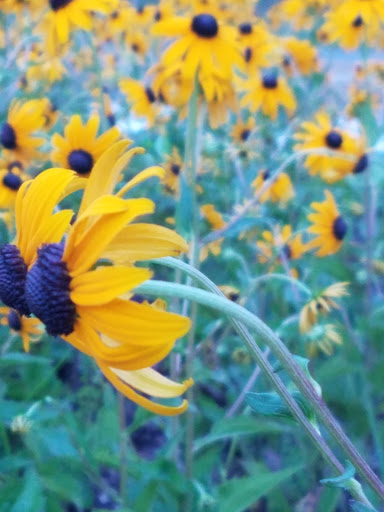 Park «Ward Park», reviews and photos, 57 Orchard St, Marlborough, MA 01752, USA