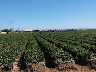 Golden Onion Produce