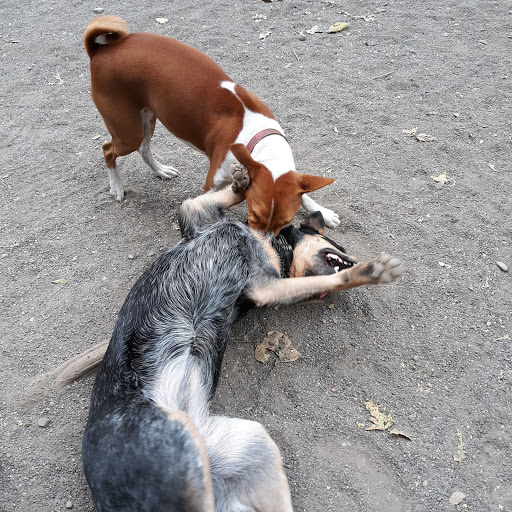 Park «Willis D. Tucker Community Park», reviews and photos, 6705 Puget Park Dr, Snohomish, WA 98296, USA