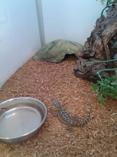 Pet Supply Store «Pet Supermarket, Inc.», reviews and photos, 380 E Michigan St, Orlando, FL 32806, USA