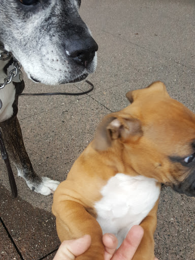 Pet Supply Store «PetSmart», reviews and photos, 1954 Santa Rosa Ave, Santa Rosa, CA 95407, USA