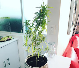 DeLuisCious House photo