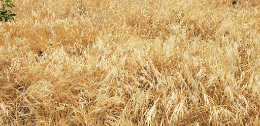 National Park «Montezuma Castle National Monument», reviews and photos, Montezuma Castle Rd, Camp Verde, AZ 86335, USA