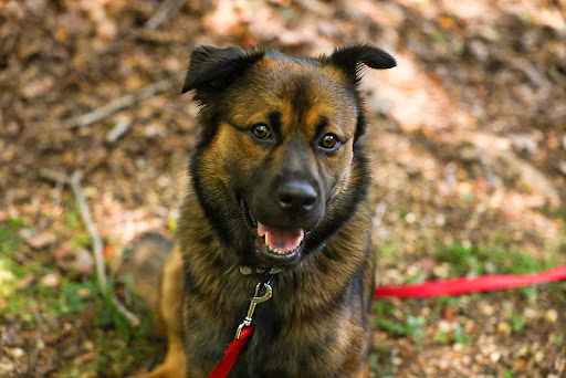 Pet Supply Store «Phydeaux», reviews and photos, 2535 Atlantic Ave, Raleigh, NC 27604, USA