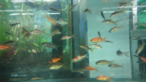 Pet Supply Store «Petco Animal Supplies», reviews and photos, 1610 Avenue Y, Brooklyn, NY 11235, USA